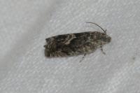 Pammene giganteana