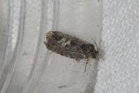 Pammene argyrana