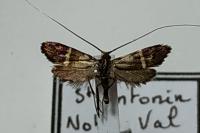 Adela australis