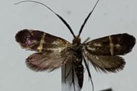 Adela australis