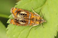 Olethreutes arcuella