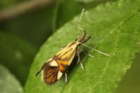 Alabonia geoffrella