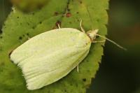 Tortrix viridana