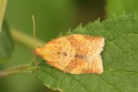 Clepsis consimilana