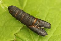 Cossus cossus