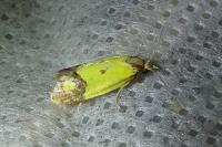 Agapeta zoegana