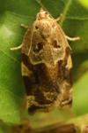 Archips xylosteana