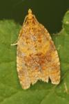 Epagoge grotiana