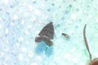 Dichomeris alacella