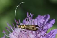 Nemophora metallica