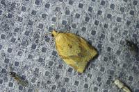 Clepsis consimilana