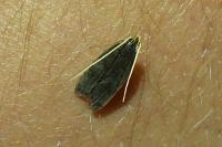 Homaloxestis briantiella