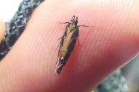 Aristotelia