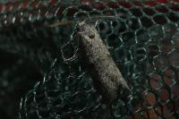 Penestoglossa dardoinella