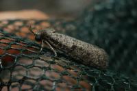 Penestoglossa dardoinella