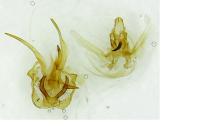 Dichomeris limosella