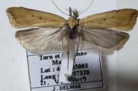 Dichomeris limosella