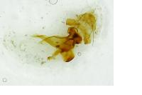 Dichomeris limosella