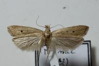 Nothris verbascella