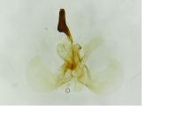 Cosmopterix orichalcea