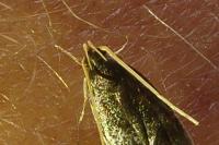 Homaloxestis briantiella