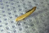 Zelleria hepariella