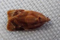 Ditula angustiorana