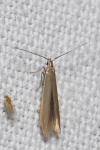 Coleophora