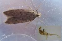 Bryotropha terrella