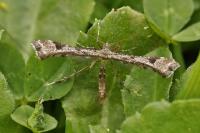 Platyptilia farfarella
