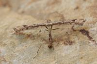 Platyptilia farfarella