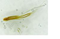 Nematopogon adansoniella