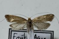 Nematopogon adansoniella