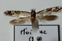 Neurothaumasia ankerella