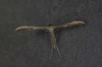 Adaina microdactyla