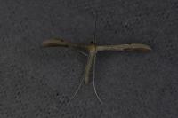 Adaina microdactyla