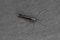 Micrurapteryx kollariella