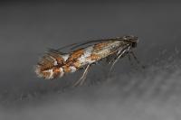 Phyllonorycter