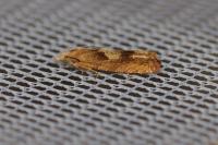 Eucosma conterminana