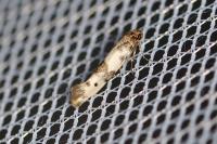 Enolmis acanthella