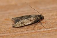 Borkhausenia fuscescens