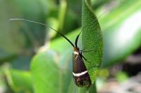 Adela australis