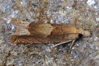 Eucosma conterminana