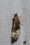 Hedya nubiferana