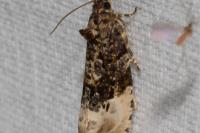 Hedya nubiferana