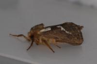 Korscheltellus lupulinus