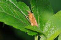 Phtheochroa inopiana