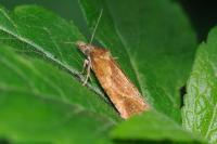 Phtheochroa inopiana