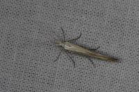 Coleophora