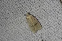 Agonopterix kaekeritziana